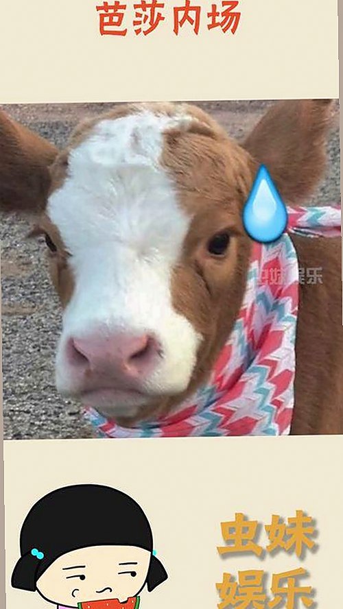 娱乐圈CP背后的真相揭秘,吃瓜博主的独家视角来了🍿